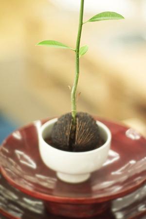 料金パック制の宅配クリーニング店です