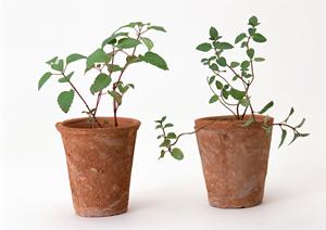 癒しのティーライトキャンドル効果