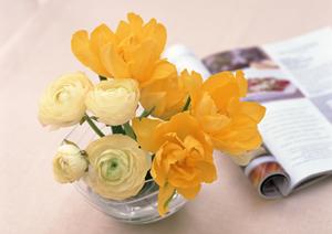 一枚板の魅力と選び方：家具愛好家必見の完全ガイド